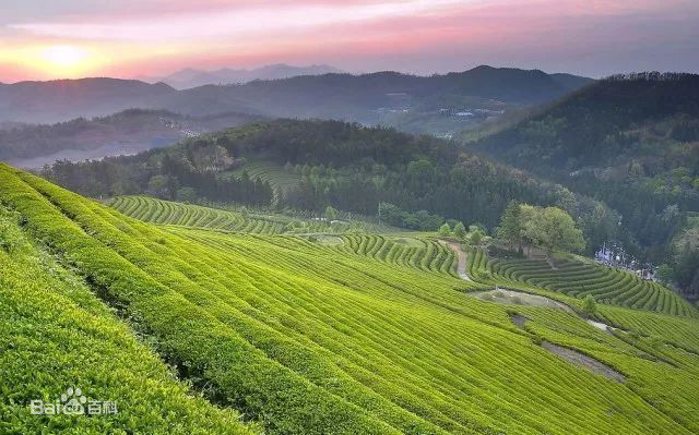 “山雀之舌”巴山雀舌