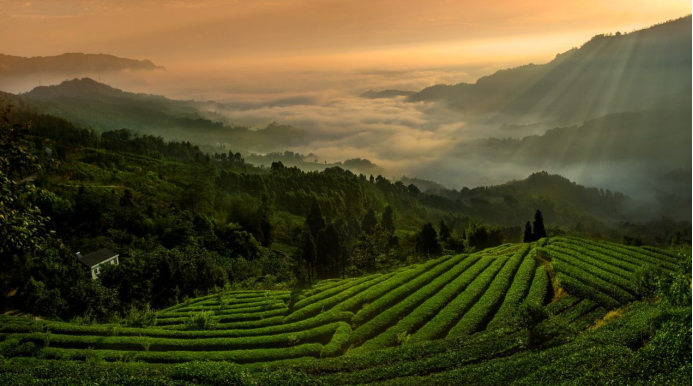 中欧地理标志协定首批保护名录出炉 川茶品牌峨眉山茶入选