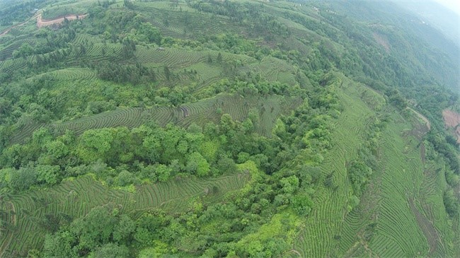 蒙顶山跃华茶