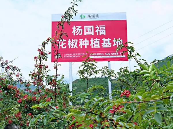 杨国福花椒产业基地：夯实供应链版图 助推乡村全面振兴