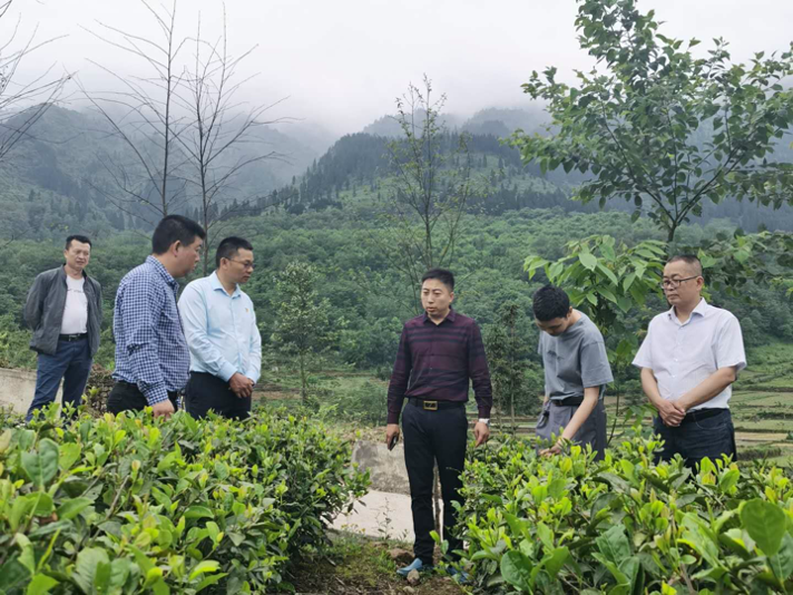 雷波县君山生态茶业致力打造高山生态茶品牌