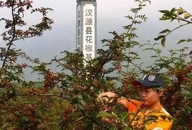 四川是花椒原产地——打造中国花椒第一省和花椒第一县有条件