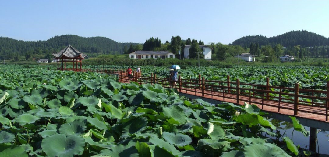 四川省名牌产品——“乐至牌”天池藕粉