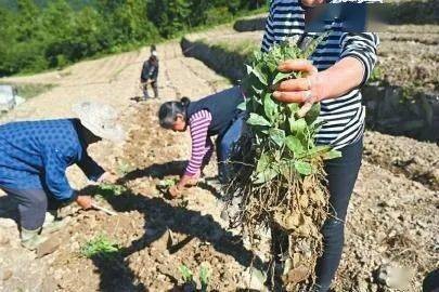 这个“扶贫茶”，种得！