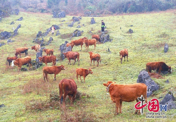 十三五”宜宾筠连这样干：肉牛产业铺平致富奔康路