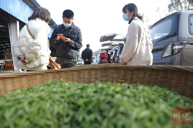 春日观“茶”室②丨雅安：早春茶市有喜 产销两旺