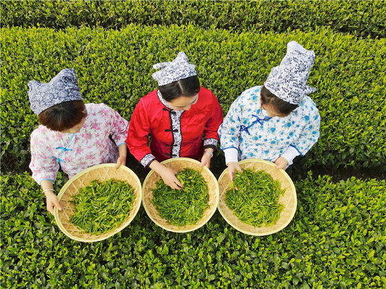 来蒲江体验寻茶之旅 第十一届成都采茶节将于3月18日举行