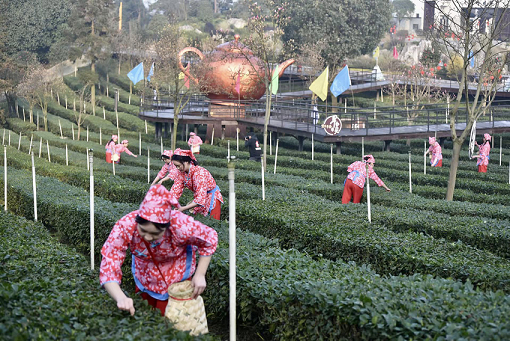 虎年“第一杯”春茶宜宾开园开采