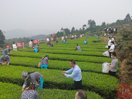 茶旅深度融合发展 荣县“泡”好一壶茶