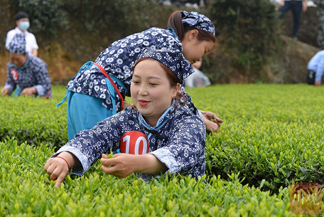 茶旅深度融合发展 荣县“泡”好一壶茶