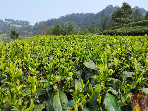 茶旅深度融合发展 荣县“泡”好一壶茶