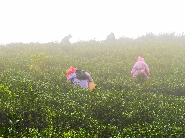 总产值超20亿元 “喊山开茶”第七年四川大竹白茶渐入佳境