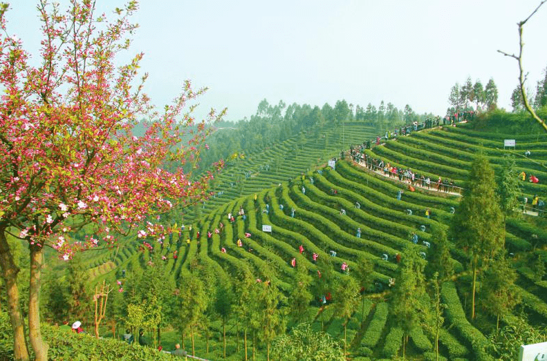 非遗里的川茶 匠心守护茶香蜀韵