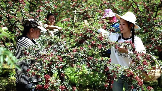 贡椒美誉天下传——汉源花椒