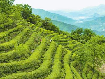 从山野到全球 一缕茶香四川来