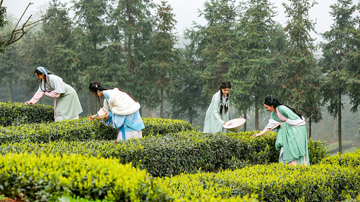 早啊，贡茶——四川泸州茶产业发展观察