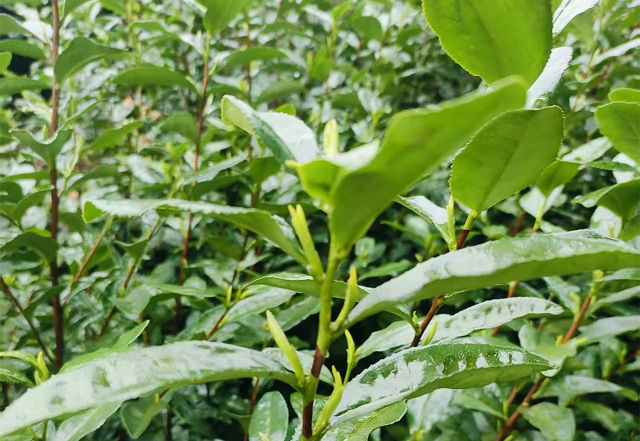一季度预计产量达6000吨 四川筠连新茶上市