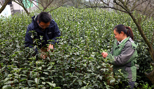 一季度预计产量达6000吨 四川筠连新茶上市