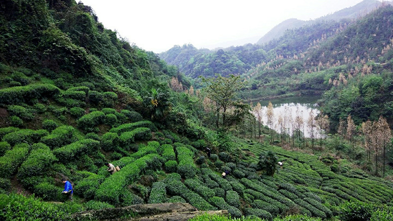 老川茶：巴蜀大地千百年来自然选择的群体种