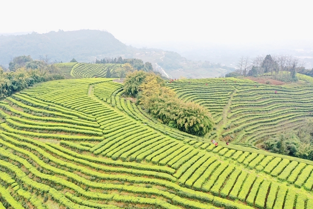 春日探茶业：卖茶也要“卖”风景