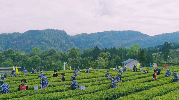 小凉山采茶节开幕  马边绿茶团体标准正式发布