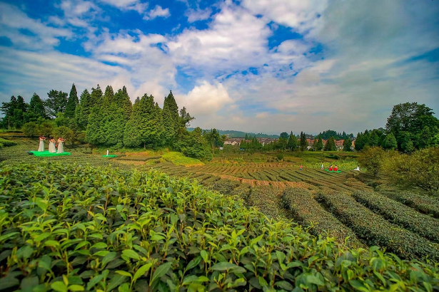 种植、加工、茶旅融合  雨城藏茶产业全产业链成型