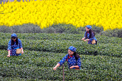 早啊，贡茶——四川泸州茶产业发展观察